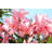 Laris Oleander by Zoir - Wrapped Canvas Print-2019425458