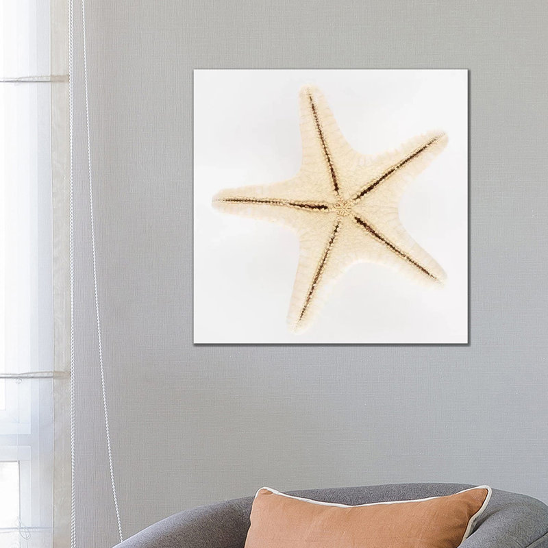 Seashell Star by Philippe Hugonnard - Wrapped Canvas Gallery-Wrapped Canvas Giclée, 66.04 cm H x 66.04 cm W x 3.175 cm D