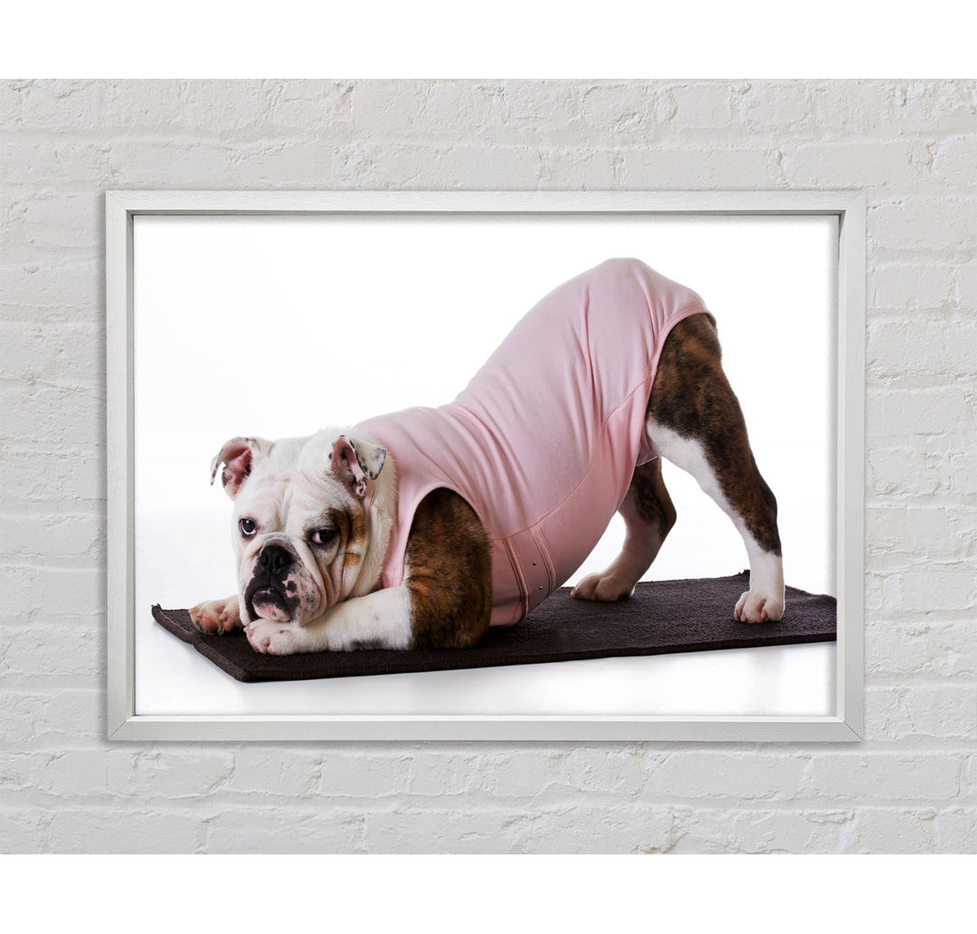 Britische Bulldogge Yoga Stretch - Einzelner Bilderrahmen Kunstdrucke auf Leinwand