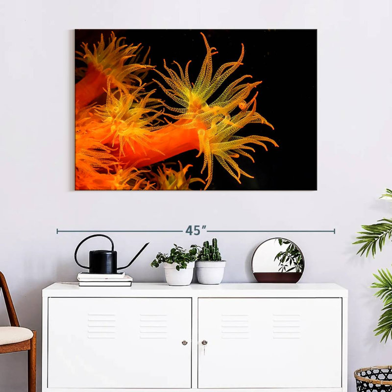 Brampt Sun Polyps, 26" H x 39" W