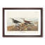 Red-Backed Sandpiper by John James Audubon - Picture Frame Painting Print-55598134-55598136