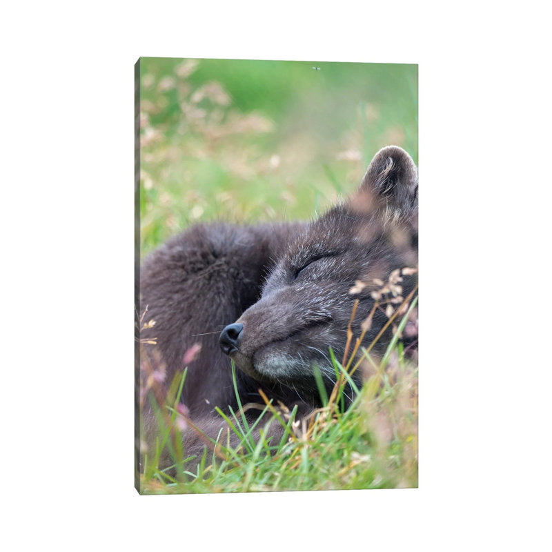 Arctic Fox, Melrakkasetur Islands, Westfjords, Iceland by Martin Zwick - Wrapped Canvas Print, 20.32 cm H x 30.48 cm W