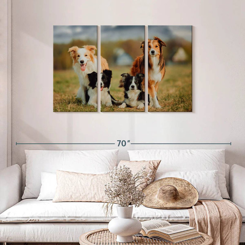 Chien border Collie, H 28 po x l 45 po