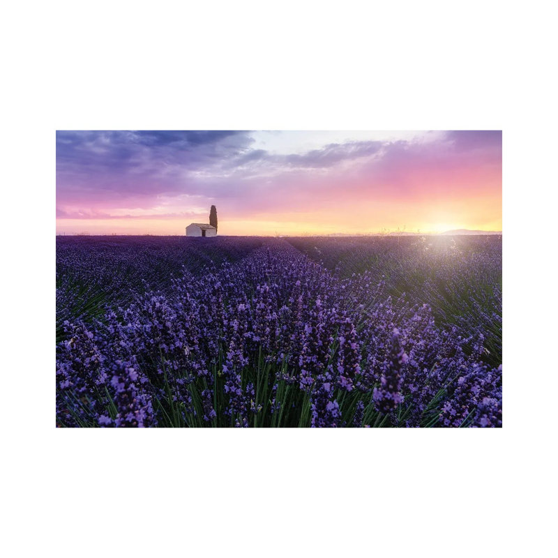 Bees At Sunrise by Fabio Antenore - Print on Canvas, Wrapped Canvas, 20.32 cm H x 30.48 cm W