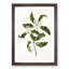 Tarata Flowers by Sarah Featon - Picture Frame Painting Print-55642462-55642463