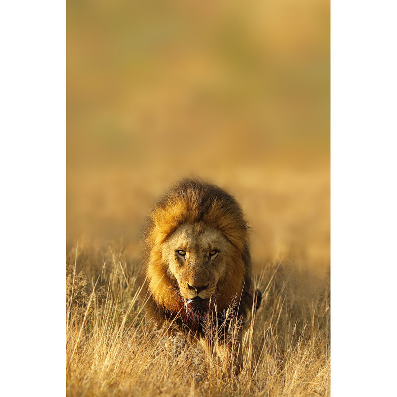 Lion In Savanna Safari by Jacobeukman - Wrapped Canvas Print, 46cm H x 30cm W