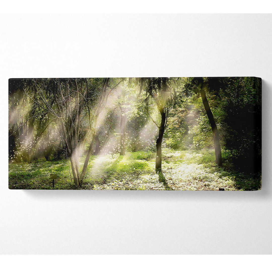 Mid Day Sun Through the Trees - Kunstdrucke auf Leinwand