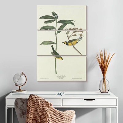 Keiri Hooded Warbler