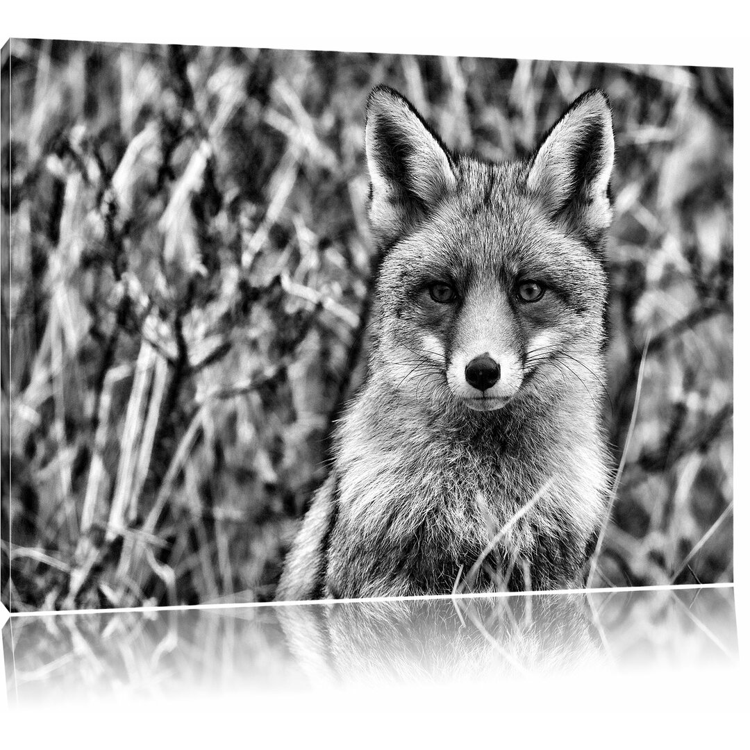 Leinwandbild Aufmerksamer Fuchs im Geäst in Monochrom