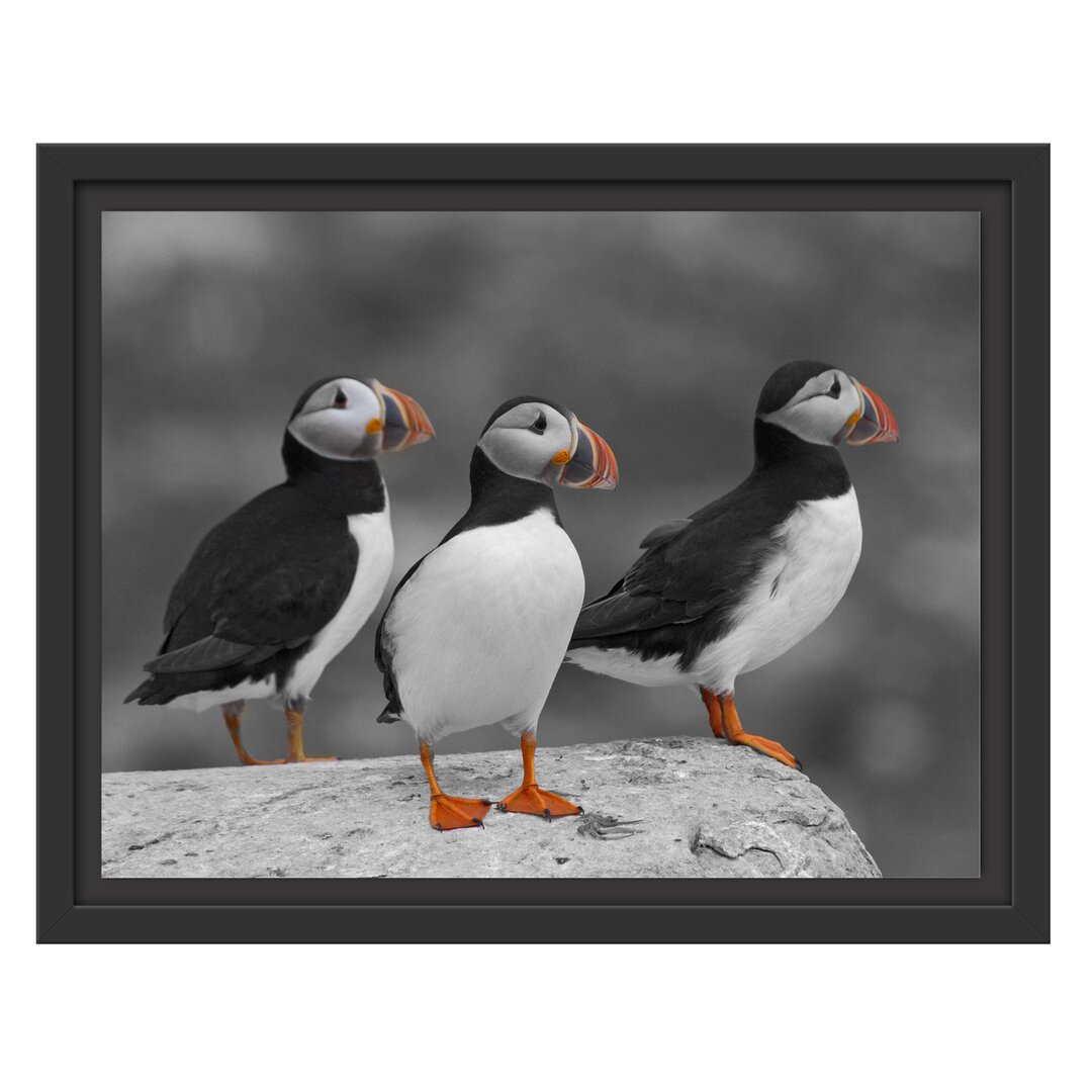 Gerahmtes Poster Elegant Puffins