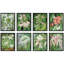 «Botanical Floral Iris Garden Zen Wild Flower», reproduction encadrée sur papier, 8 pièces-92573763-92573764