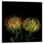 Double Fun, Flower Fireworks, reproduction de photo sur toile tendue-18515397-74380609-74380610