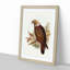 Ka-Ka Parrot by Elizabeth Gould - Picture Frame Graphic Art Print-55609942-55609945
