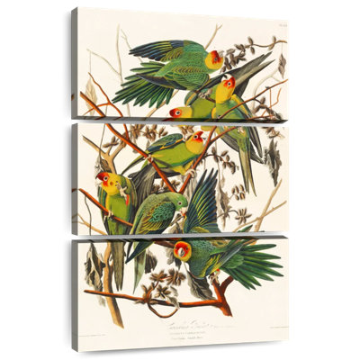 Brampt Carolina Parakeet