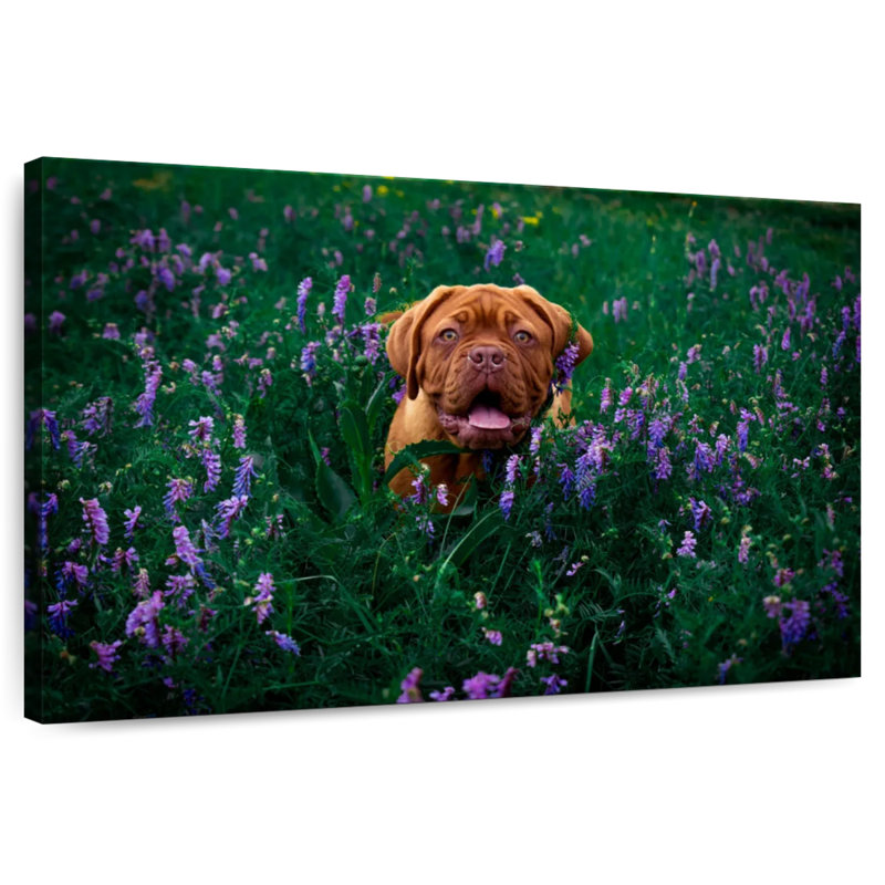 Dogue français Brampt, H 24 po x l 36 po