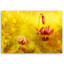 Tulip Blossoms Nature Yellow - Wrapped Canvas Print-1063319919