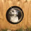 Housse transparente pour animal de compagnie