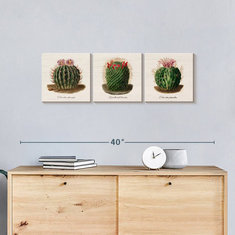 Iconographie descriptive des cactus, H 10 po x l 32 po