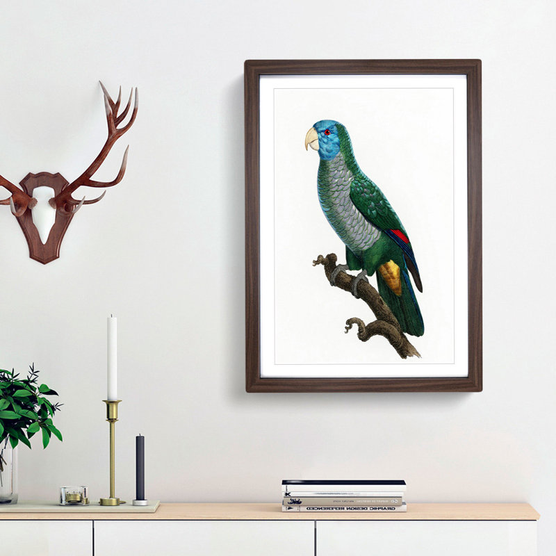 Saint Lucia Smazon Parrot by F. Levaillant - Picture Frame Painting Print, 48cm H x 36cm W x 2cm D, Walnut Framed