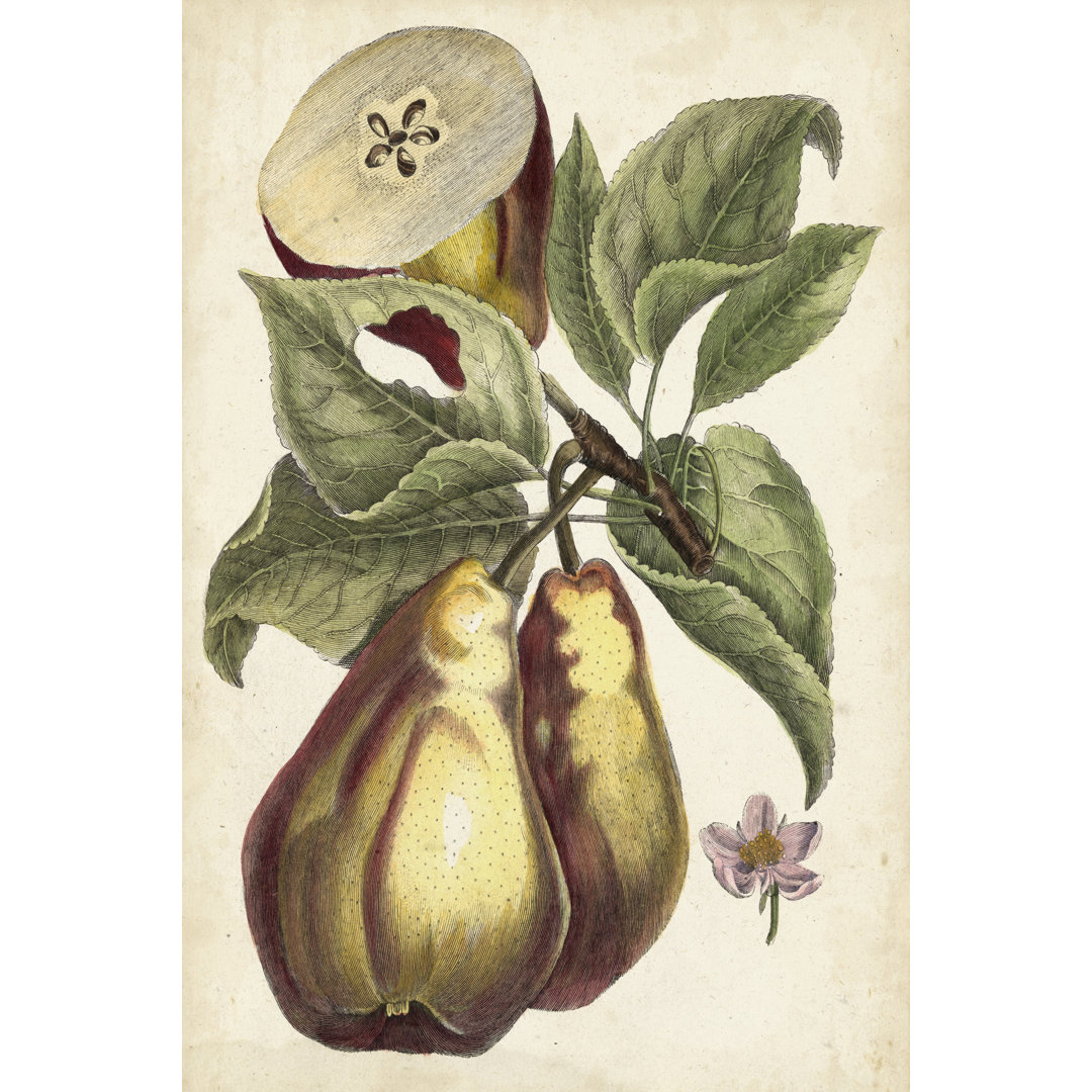 Leinwandbild Antique Pear Study I