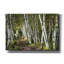 Toile épique Graffiti «A Walk Through The Birch Trees» par Danny Head, 26 po x 18 po