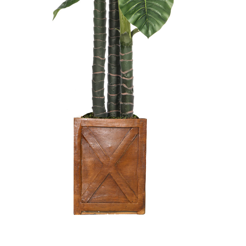 Arbre d'oreille intérieur / extérieur Panama