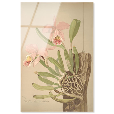 Impression acrylique Cattleya Mossiae, style floral vintage, par Art Remedy, prête à accrocher, 36 x 54