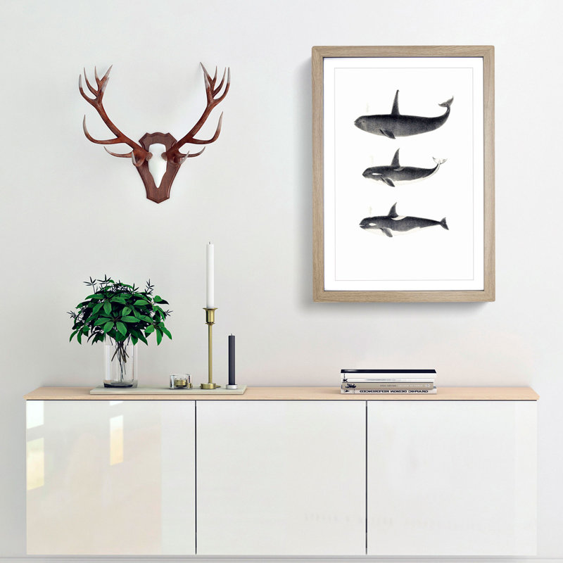 Orca Killer Whales by C.M. Scammon - Framed Print, 36cm H x 27cm W x 2cm D, Oak Framed