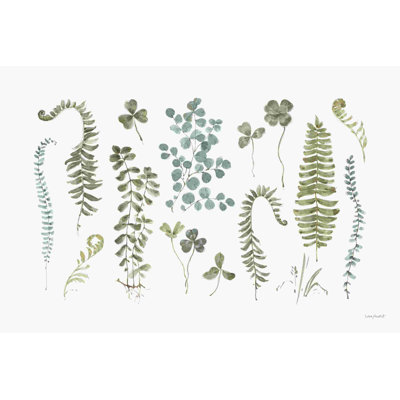 Fern Study 01