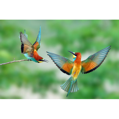 European Bee-Eater (Merops Apiaster) en milieu naturel - Photographie sur toile tendue