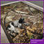 Tapis camouflage Realtree APX-103263545