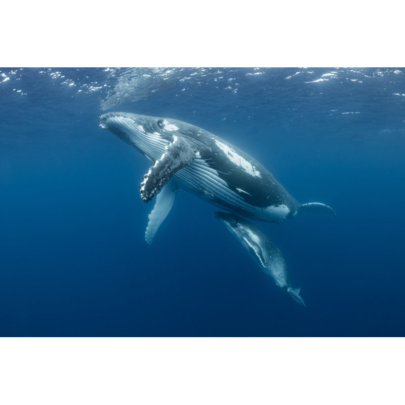Mère et son petit baleine à bosse par Michael Zeigler, H 8 po x l 12 po