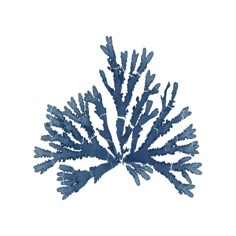 Pacific Sea Mosses Blue On White IV by Wild Apple Portfolio - Wrapped Canvas Print, 30.48 cm H x 30.48 cm W