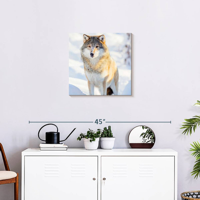 Brampt Winter Gray Wolf