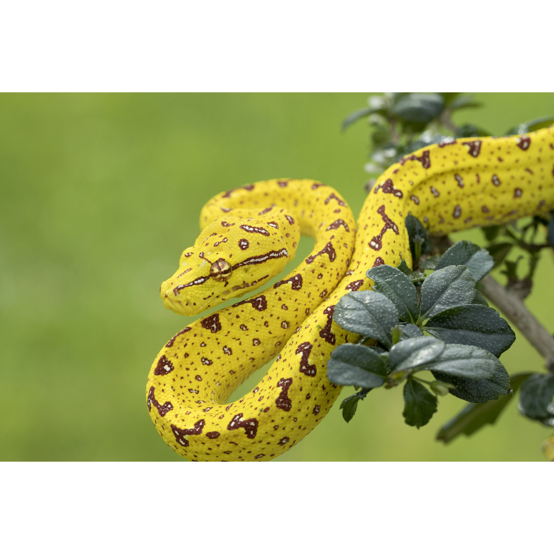 Grüner Baum Python von Mark Kostich - Kunstdrucke auf Leinwand