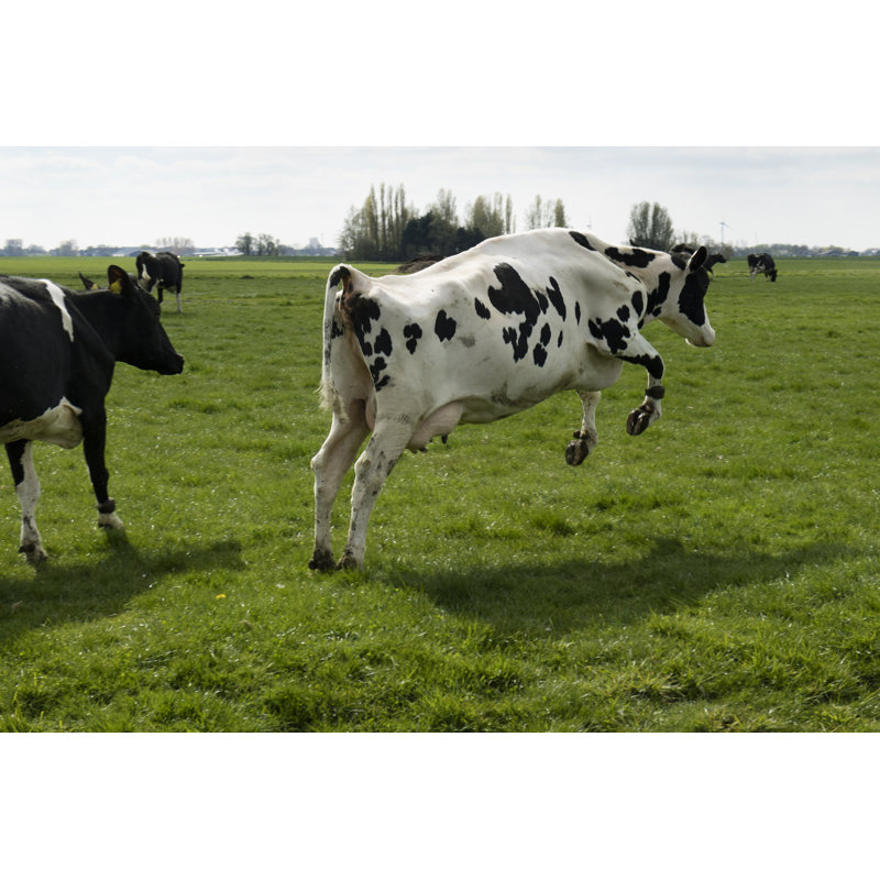 Jumping Cow In The Meadow - Wrapped Canvas Print, 20cm H x 30cm W