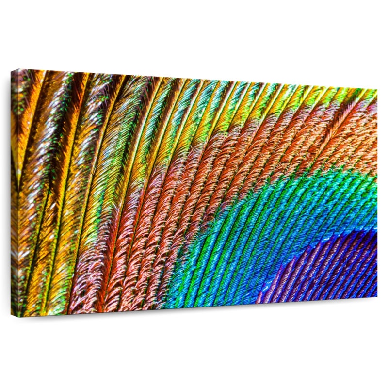 Brampt Abstract Peacock Feather, 20" H x 30" W