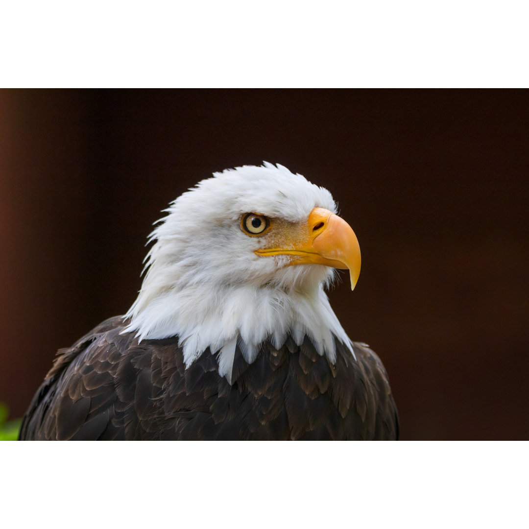 Bald Eagle von EmilyNorton - Druck auf Leinwand ohne Rahmen