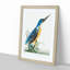 Tridigitated Kingfisher by George Shaw - Framed Print-55642262-55642263