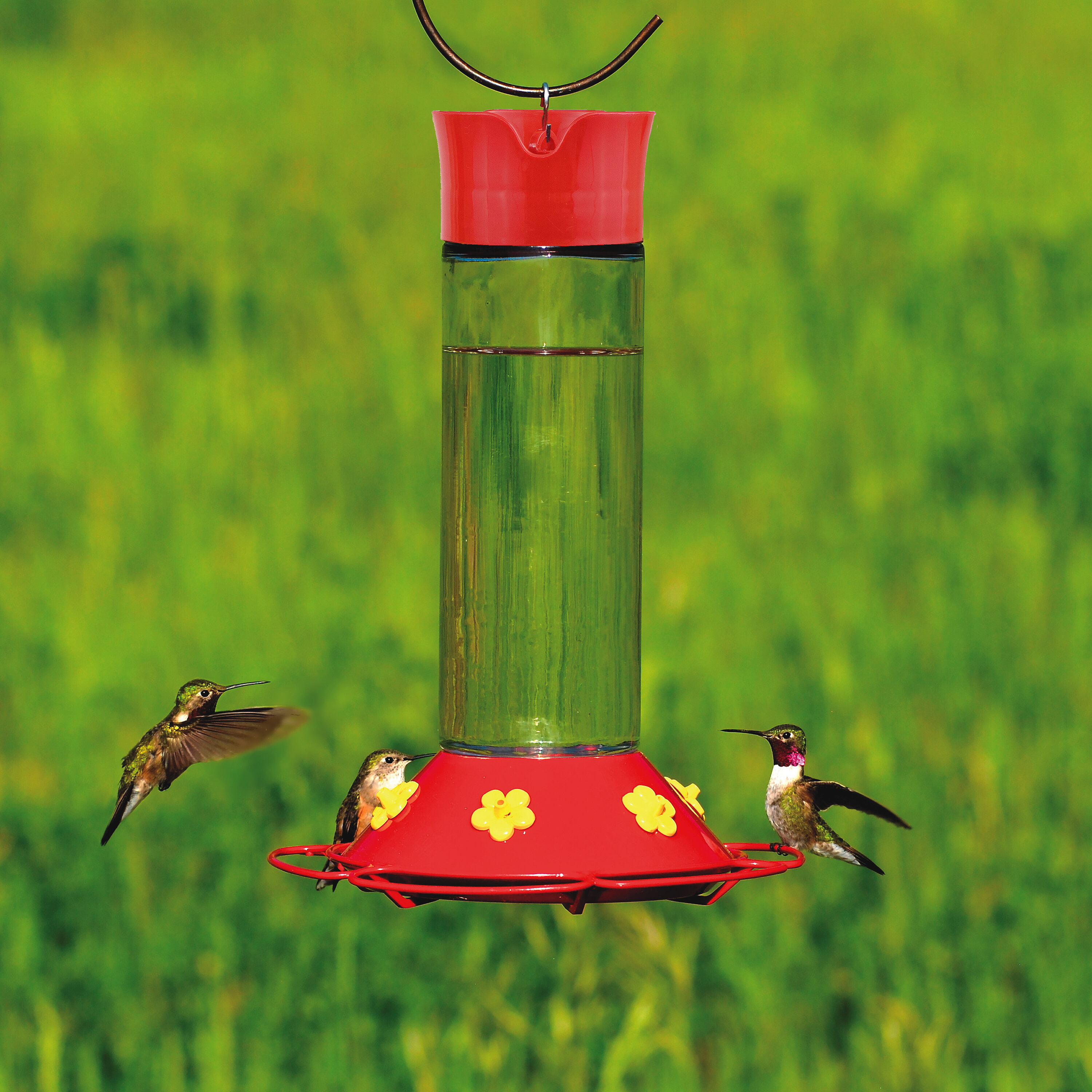 Ebern Designs Alsawwan Glass Hanging Hummingbird Feeder