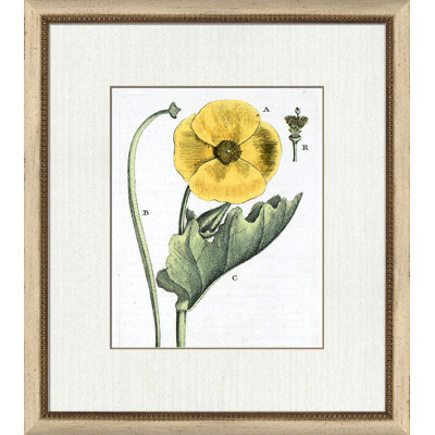 Botanical La Flore III Painting