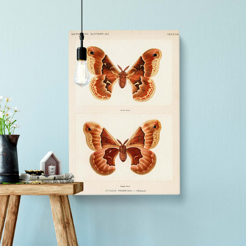 Promethea Silk Moth by S.F. Denton - Wrapped Canvas, 60cm H x 40cm W x 3cm D