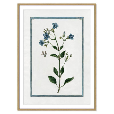 Colombe Shabby Elegance Botanical II - Framed Art