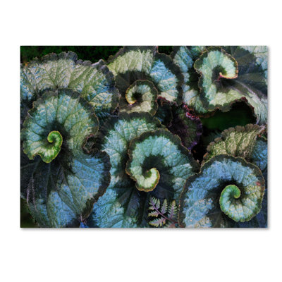 " Escargot Begonia " by Kurt Shaffer