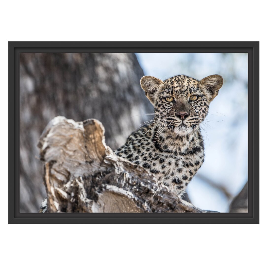 Gerahmtes Wandbild Leopardjunges auf Baum