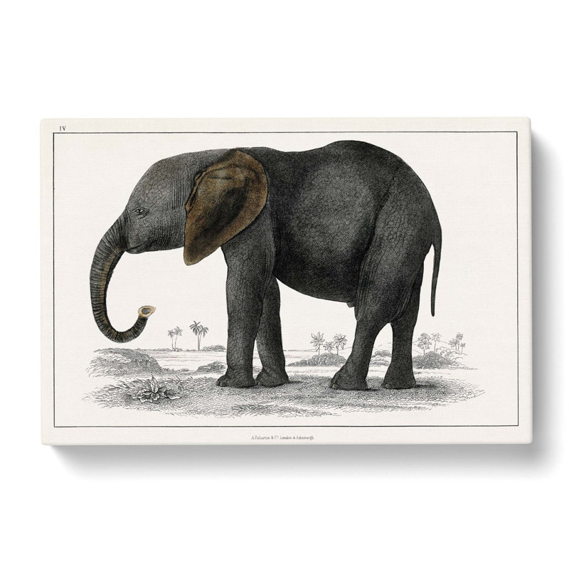 Elephant by Oliver Goldsmith - Wrapped Canvas, 50cm H x 76cm W x 3cm D