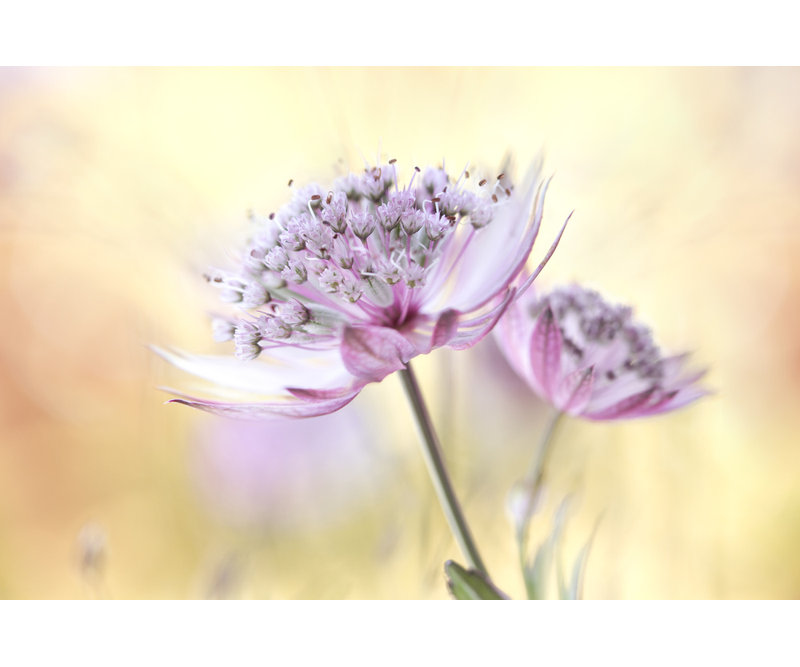 Wrapped Canvas Print, 50.8 cm H x 76.2 cm W