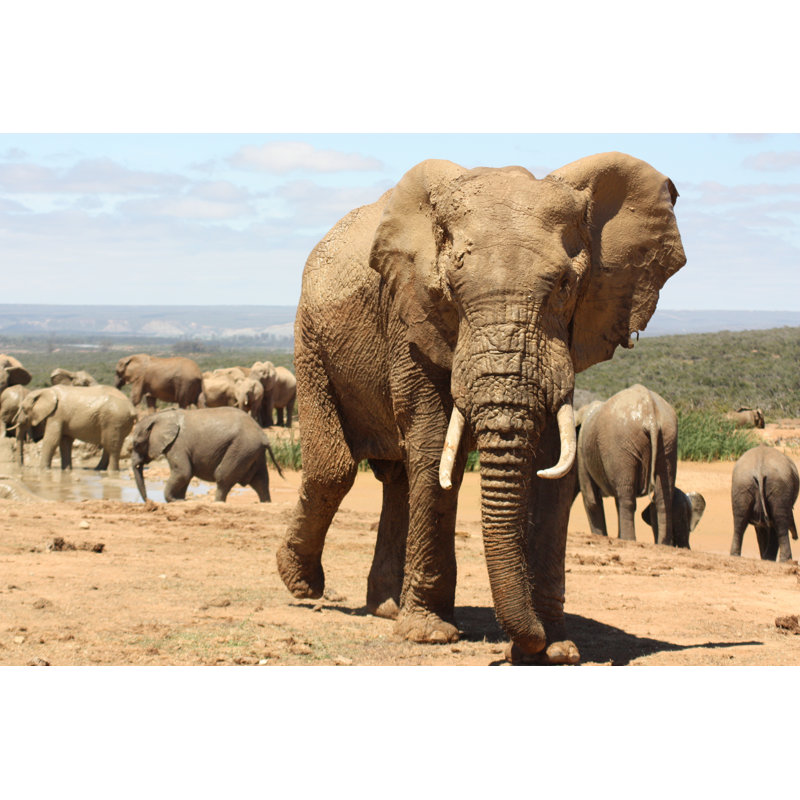 Elephant Making His Move by Ross Lewis - Wrapped Canvas Print, 20cm H x 30cm W x 3.8cm D