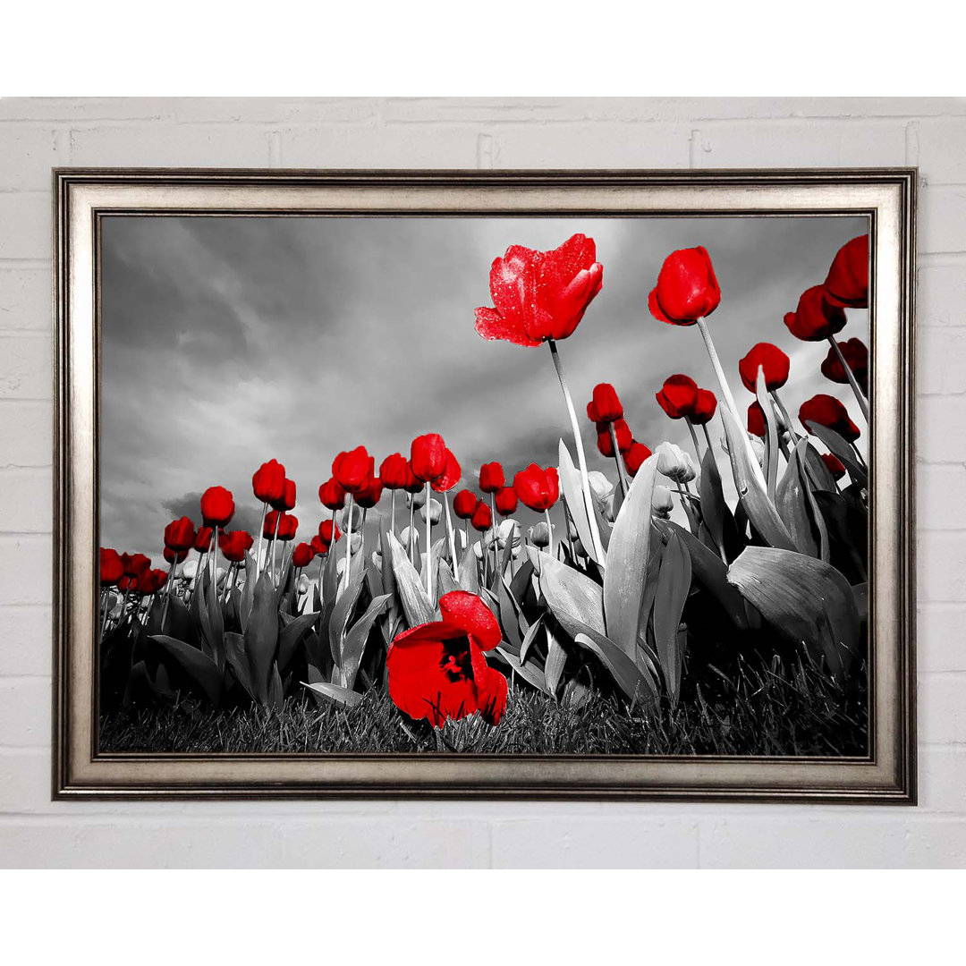 Roter Tulpenhimmel B N W - Druck