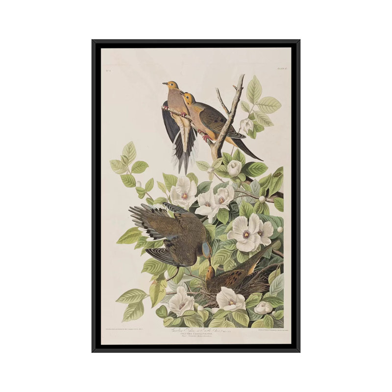 «Carolina Turtle Dove and Virginia Stewartia», impression sur toile, H 26 po x l 18 po x P 1,5 po, Toile avec cadre noir